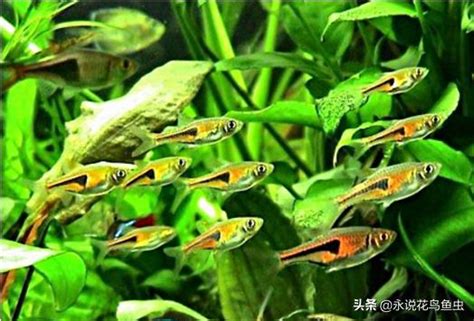 超好養的魚|【最容易養的魚】新手也超好養！最容易上手的五種觀賞魚攻略